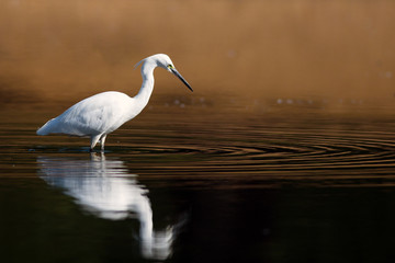 Little egret on water
