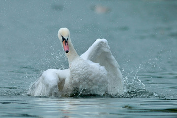 white swan on the lake bathing