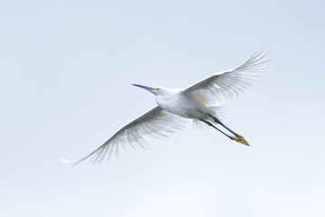 Flying egret isolated on blue sky