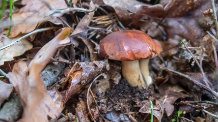 grzyby w lesie brązowe © Arkadiusz