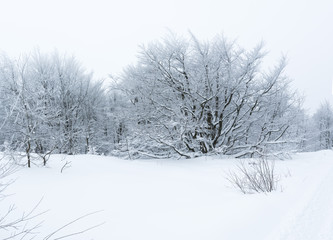 Bush and trees covered by ice in snowy foggy day