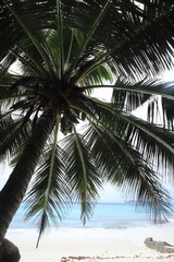 Palm tree