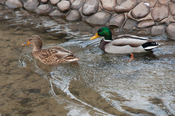  ducks in the water