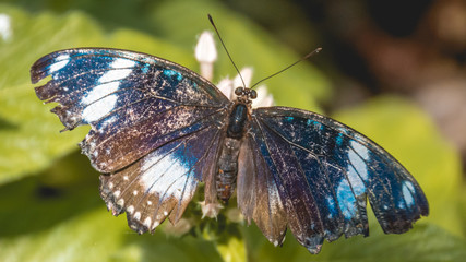 Beautiful tropical butterfly macro