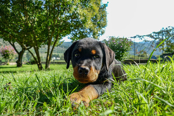 Fototapeta premium Rottweiler puppy portrait in the garden. Beautiful dog lying on the background of nature