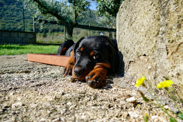 Small rottweiler puppy lying inside the plastic basket in the garden in a sunny summer day