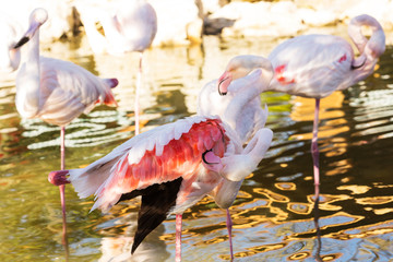 su içindeki flamingolar