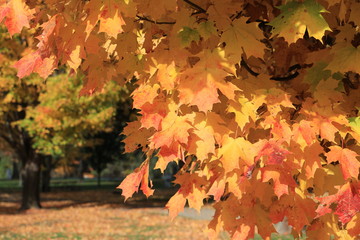 Autumn in New Hampshire