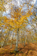 Yellow autumn leaves with forest