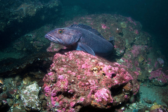 Ling Cod
