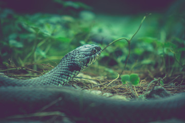 detail of snake head