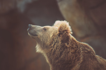 head of an adult bear © tajborg