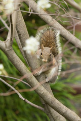 Eastern Gray Squirrel