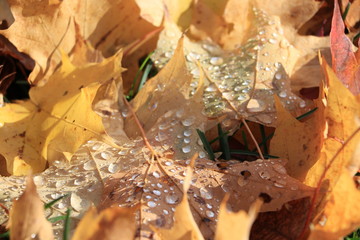 Rain drops on autumn leaves 