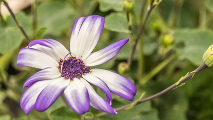 Obraz premium Flower in spring