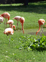 Flamants roses