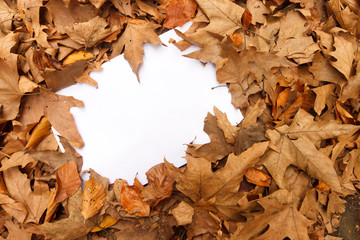 Fallen leaves with empty space for text