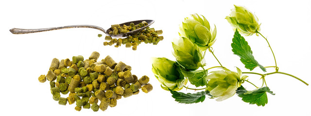 Hop plant and hop pellets for beer preparing - isolated on a white background