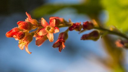 Flower in summer