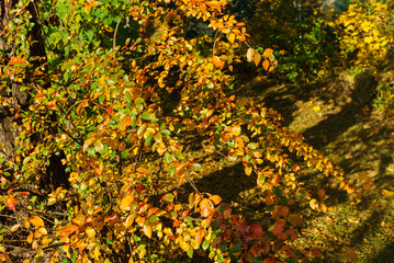 maple tree branches with vivid colored leaves against blue sky background,