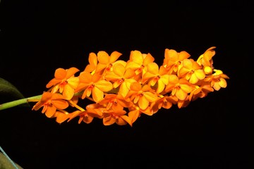vanda orchid