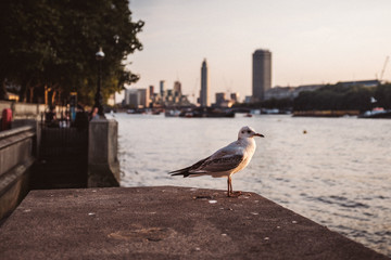 Möwe an der Themse