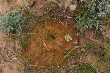 Steppe in autumn, daylight, sand and dry grass