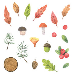 Set of autumn watercolor leaves, mushrooms, cranberries, pine branches, wood slice, cone and acorn isolated on white. Colorful forest collection perfect for print fabric textile