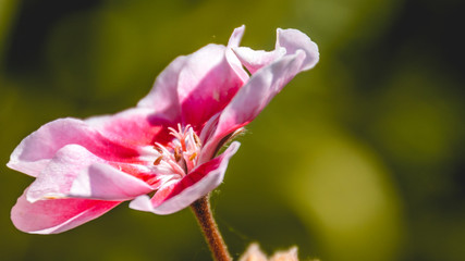 Flower in spring