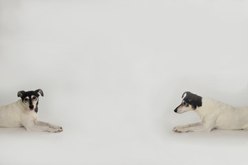 Zwei Terrier im Studio vor weißem Hintergrund sitzen sich gegenüber einer schaut in die Kamera der andere schaut zum gegenüber
