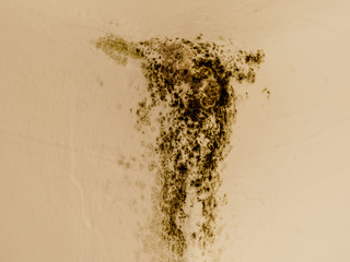 Mold in the corner of light wall