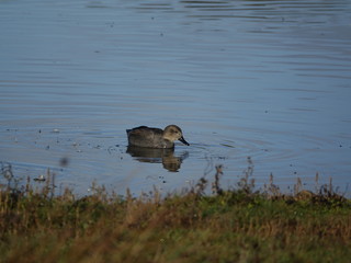 Male gadwall (Anas strepera) on pond in autumn