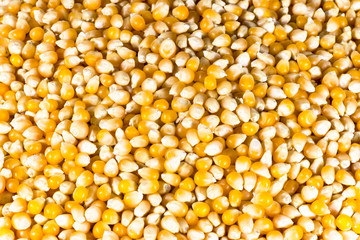 unpopped corn background (popcorn kernel's)