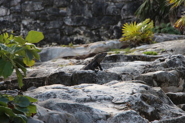 lizard on rock