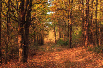 Autumn in Bavaria, golden fall colors in the morning. Orange Leaves in the countryside