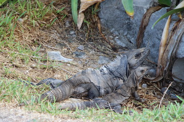 iguana on a rock