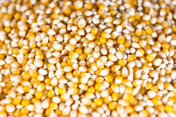 unpopped corn (popcorn kernel's) with shallow depth of field