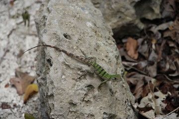 lizard on a tree