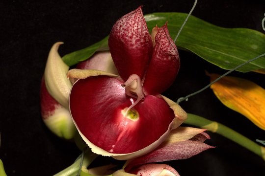orchid catasetinae