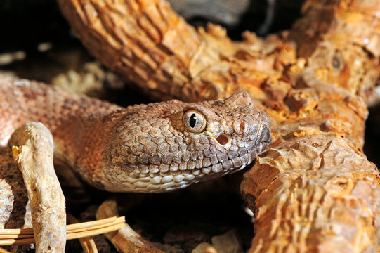 Gefleckte Klapperschlange (Crotalus mitchellii stephensi) - speckled rattlesnake 