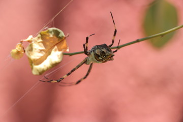 spider on a web