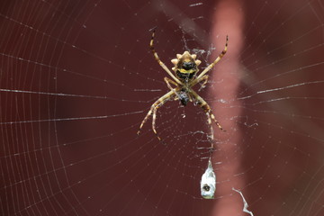 spider