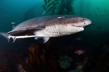 7 Gill Shark