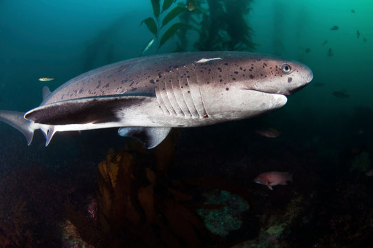 7 Gill Shark