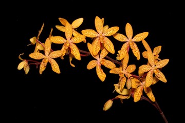 vanda orchid
