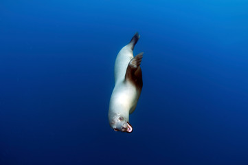 A California seal lion swimming in the open ocean.