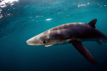 A blue shark swimming just under the surface.