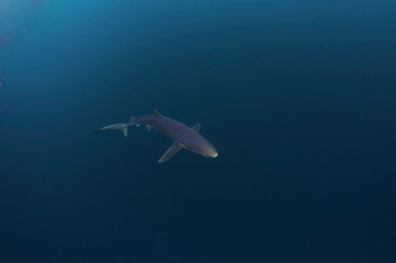 Blue Shark