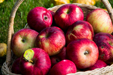 Red apples in a basket