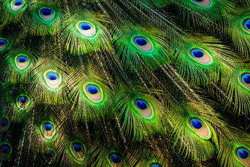 Detail of a beautiful peacock tail unfolded. Its green and blue colors stand out